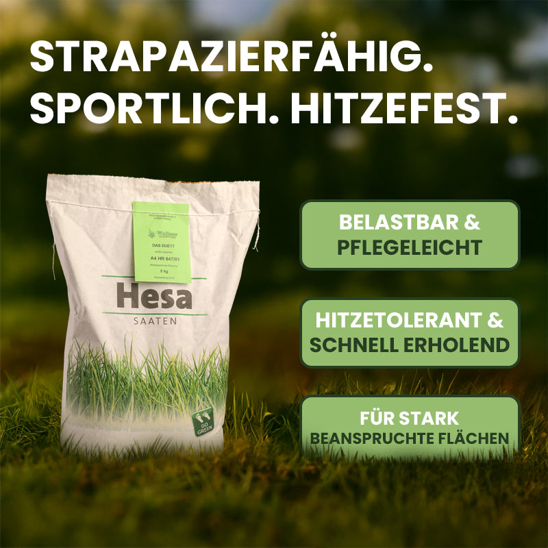 Hitzetolerant und schnell keimender Rasensamen, optimal für die Nachsaat