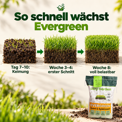 Evergreen Rasensamen – Trockenresistent