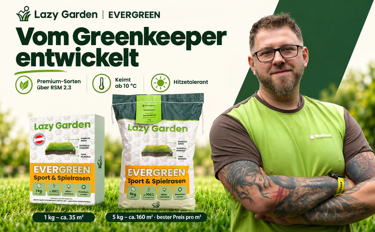 Evergreen Rasensamen – Trockenresistent