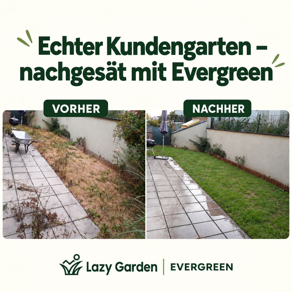 Evergreen Rasensamen – Trockenresistent