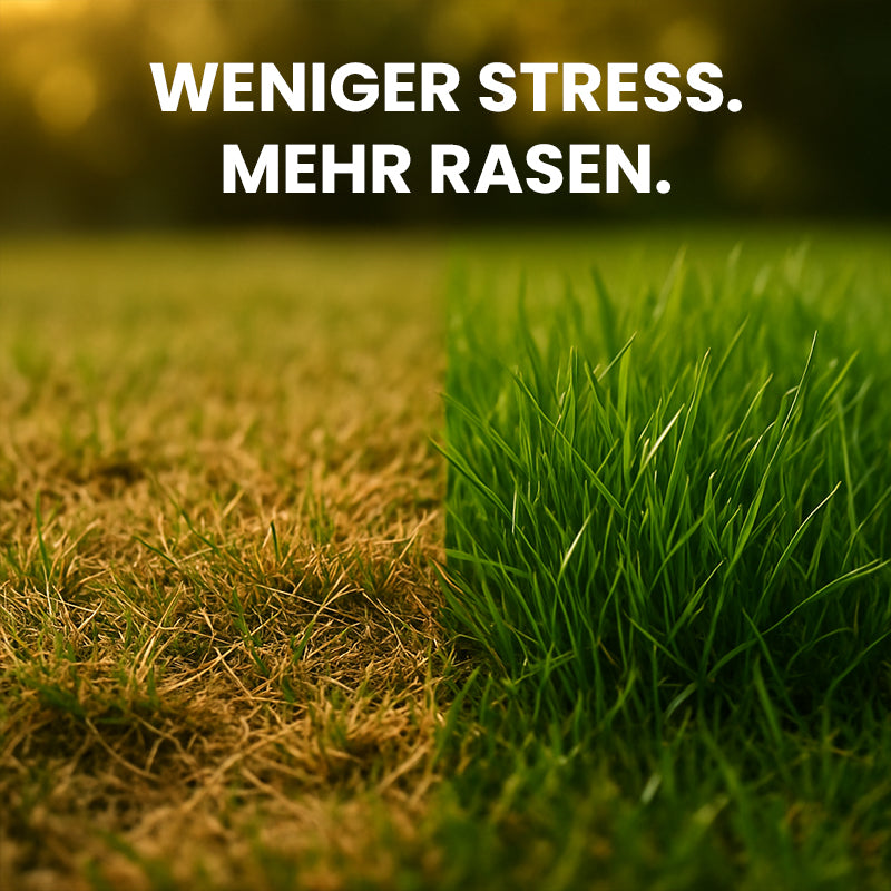 Premium Rasensamen "Evergreen"
